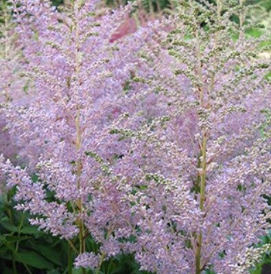 Astilbe arendsii ‘Opal’ (Ārendsa astilbe), konteiners P11