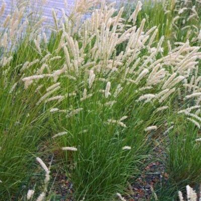 Melica ciliata (Skropstainā pumpursmilga), konteiners P11