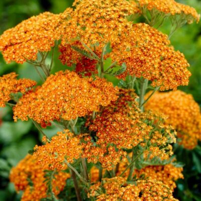Achillea millefolium ‘Terracotta’ (Dekoratīvais pelašķis), konteinera tips C1