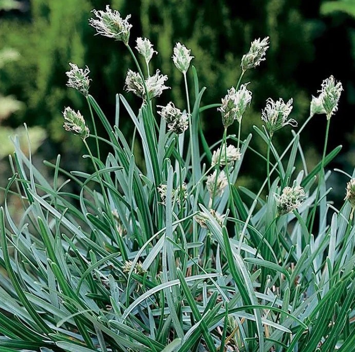 Sesleria caerulea (Zilganā seslērija), konteiners C4
