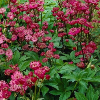 Astrantia major ‘Rubra’ (Astrancija), konteiners P11
