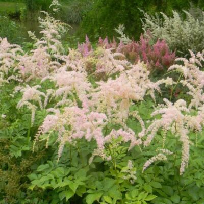 Astilbe thunbergii ‘Betsy Cuperus’ (Tunberga astilbe), konteiners P11