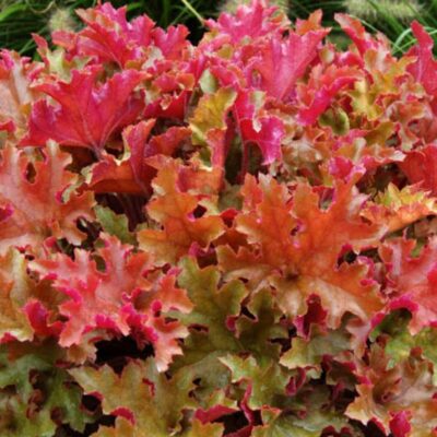 Heuchera ‘Marmalade’ (Heihēra), konteiners P11