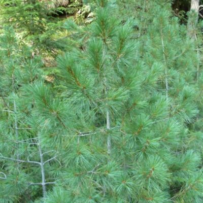 Pinus peuce (Maķedonijas priede), 1 m